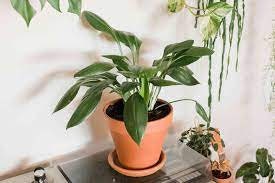 CAST IRON PLANT - Aspidistra elatior - 3 Gallon