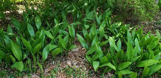 CAST IRON PLANT - Aspidistra elatior - 3 Gallon