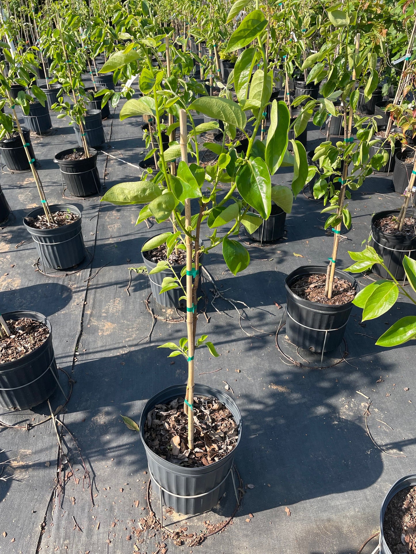 FUYU PERSIMMON - 3’ or 4’ Tall - FREE SHIPPING