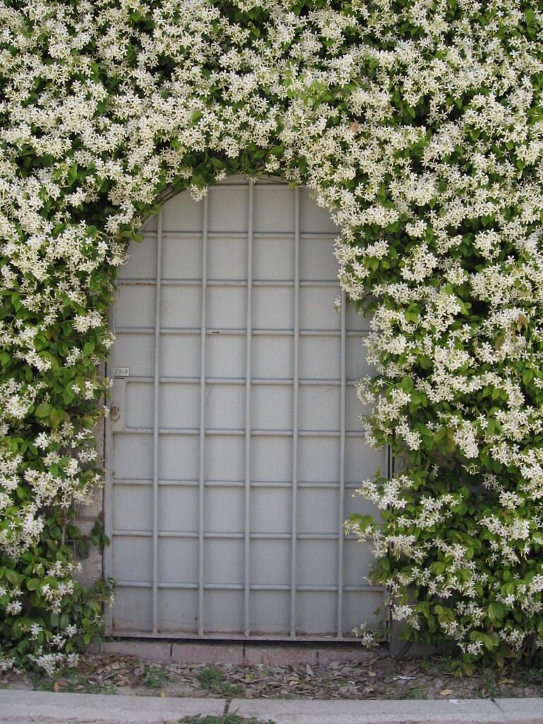 Confederate Star Jasmine -