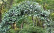 Confederate Star Jasmine -