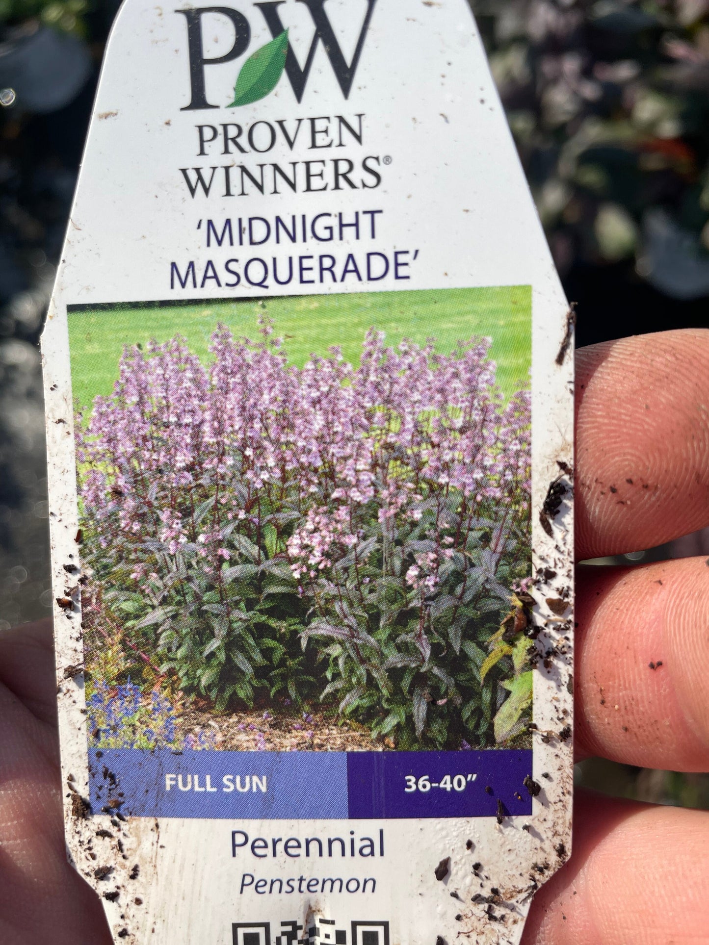 Purple 'Midnight Masquerade' - 1 Gallon Perennial