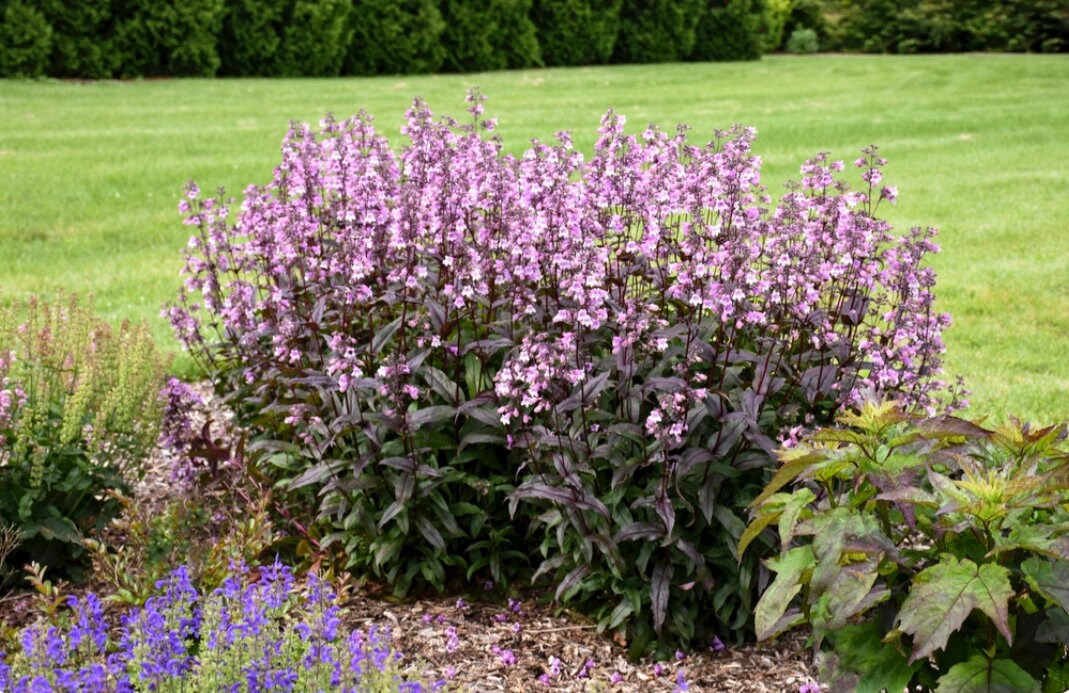 Purple 'Midnight Masquerade' - 1 Gallon Perennial