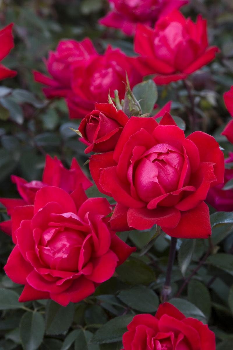 RED Knock Out Rose! - Disease Resistant - Free Shipping - Quart Size Containers