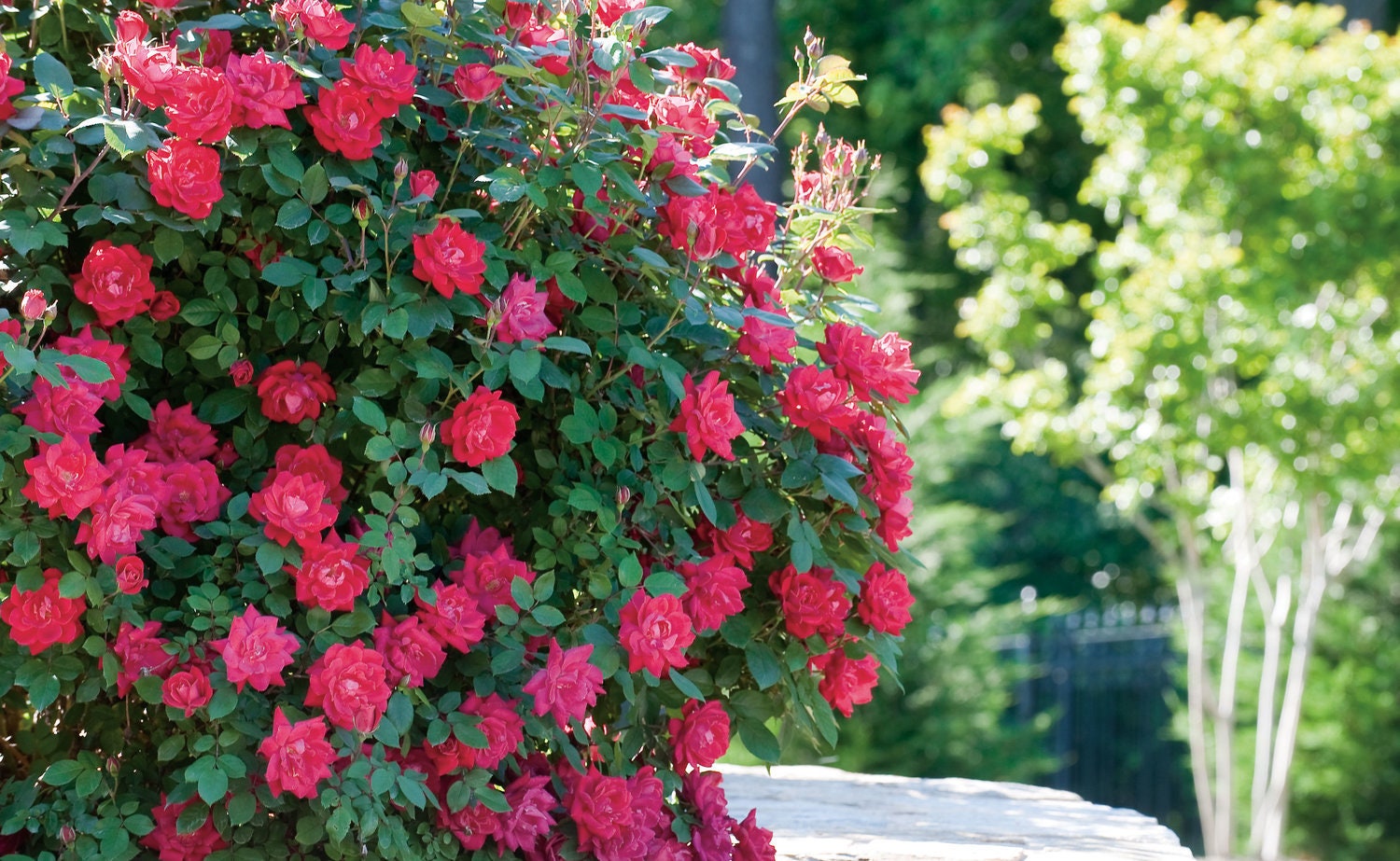 RED Knock Out Rose! - Disease Resistant - Free Shipping - Quart Size Containers