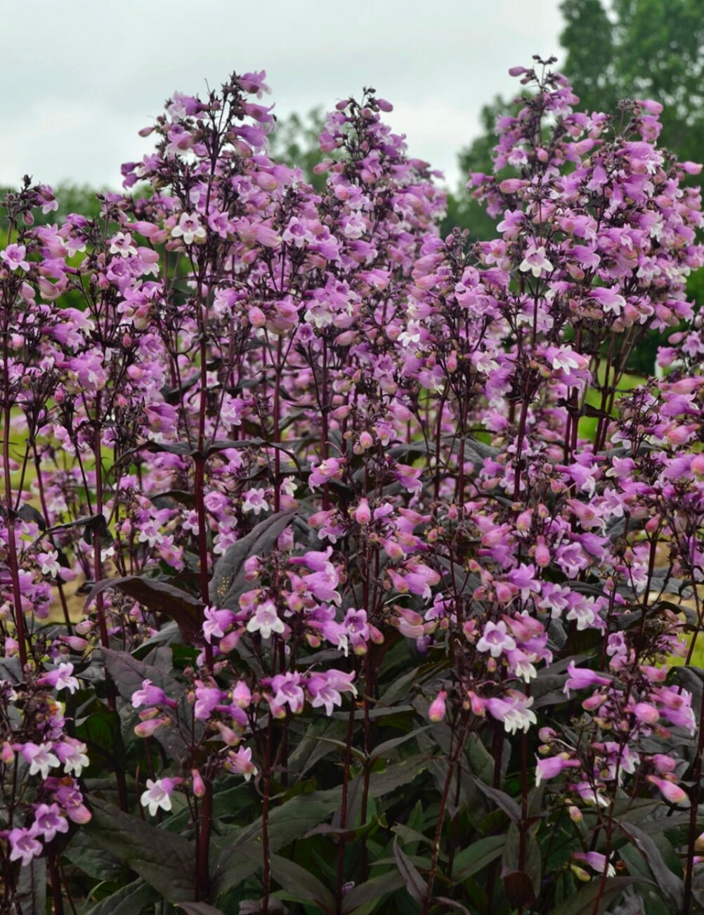 Purple 'Midnight Masquerade' - 1 Gallon Perennial