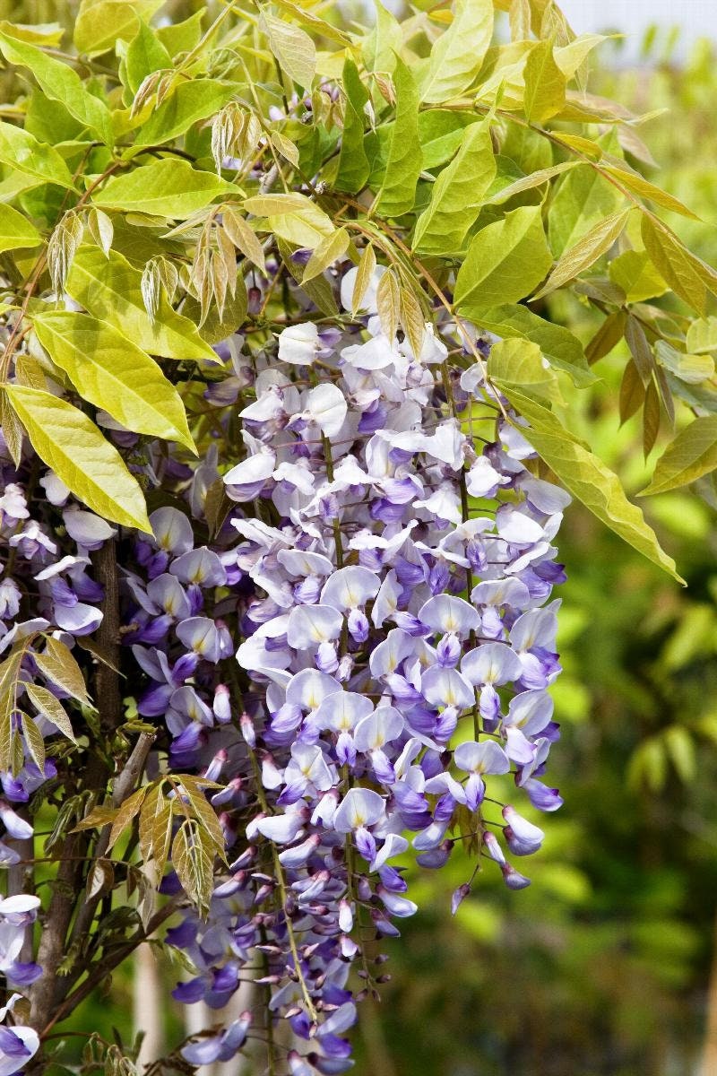 WISTERIA TREE - Lavender Blue Flowers - Free Shipping