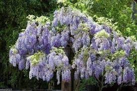 WISTERIA TREE - Lavender Blue Flowers - Free Shipping