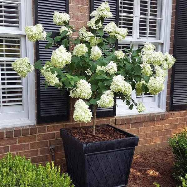 WHITE HYDRANGEA TREE - Limelight Hydrangea - 3' to 4' Tall