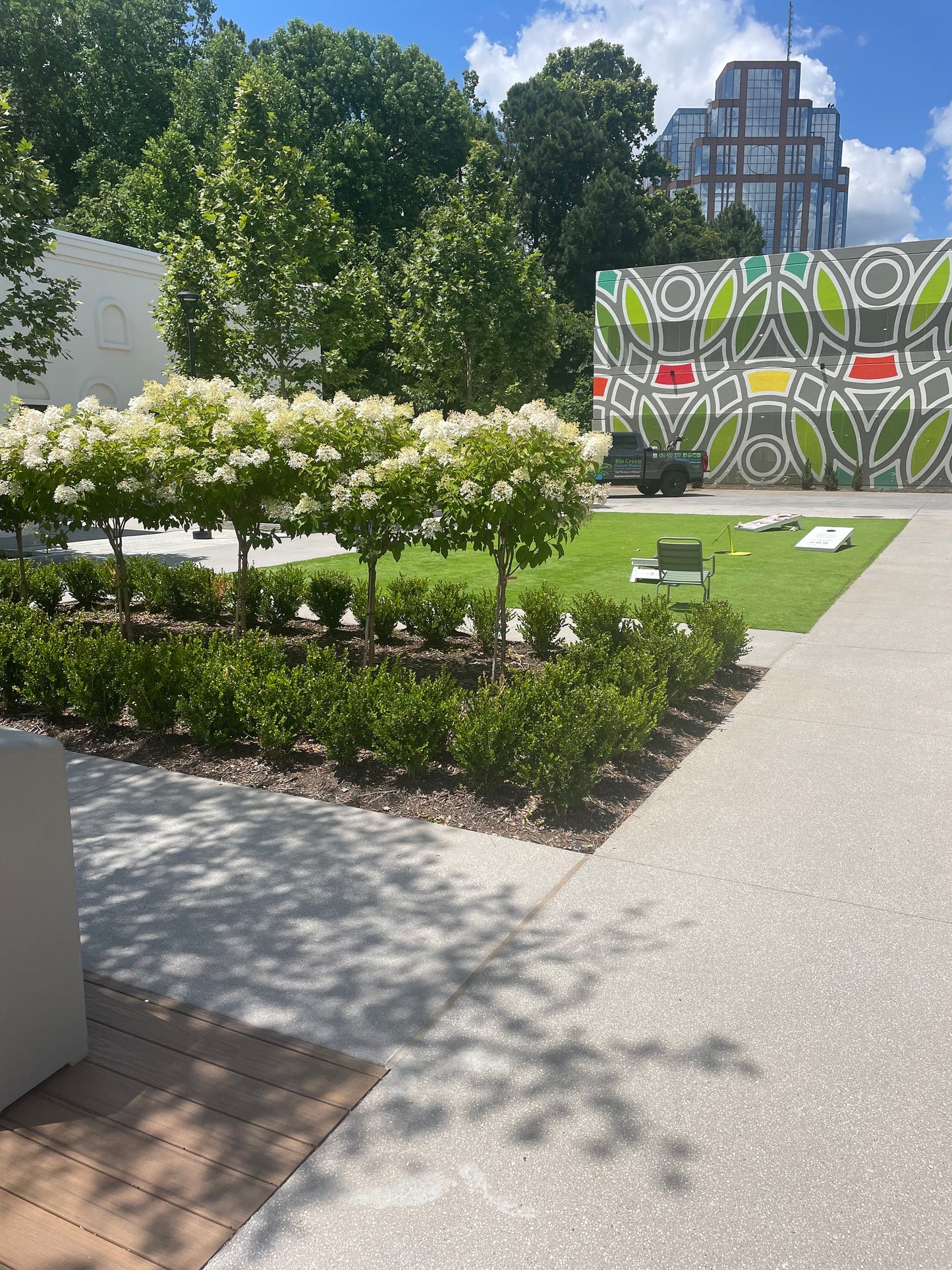 WHITE HYDRANGEA TREE - Limelight Hydrangea - 3' to 4' Tall