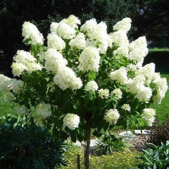 WHITE HYDRANGEA TREE - Limelight Hydrangea - 3' to 4' Tall