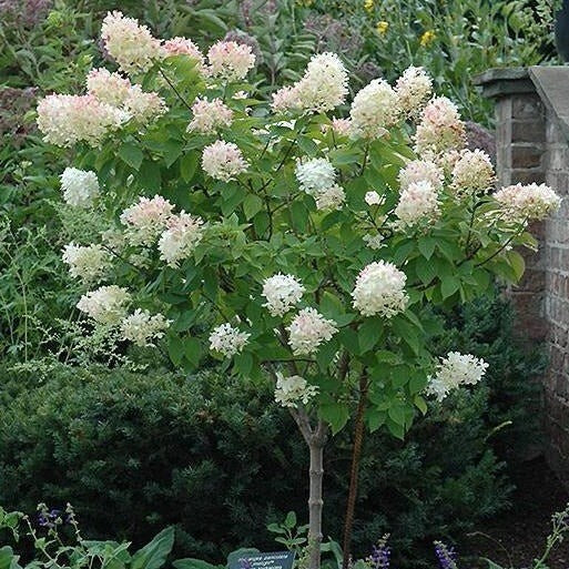 WHITE HYDRANGEA TREE - Limelight Hydrangea - 3' to 4' Tall