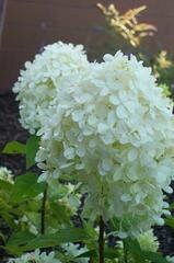 WHITE HYDRANGEA TREE - Limelight Hydrangea - 3' to 4' Tall