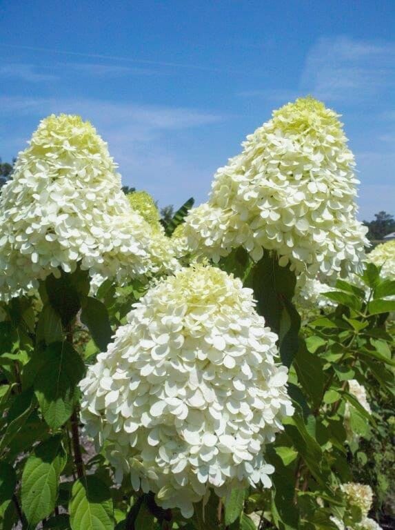 WHITE HYDRANGEA TREE - Limelight Hydrangea - 3' to 4' Tall