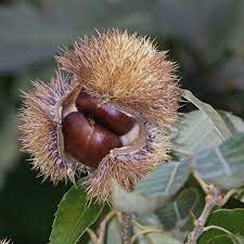 HYBRID CHESTNUT TREES - Disease Resistant Chestnuts! - Free Shipping!