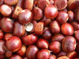 HYBRID CHESTNUT TREES - Disease Resistant Chestnuts! - Free Shipping!