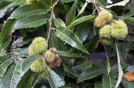 HYBRID CHESTNUT TREES - Disease Resistant Chestnuts! - Free Shipping!