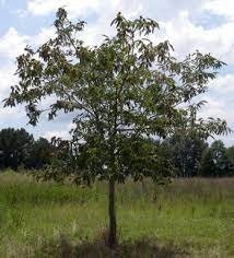 HYBRID CHESTNUT TREES - Disease Resistant Chestnuts! - Free Shipping!