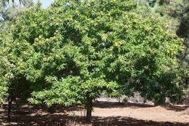 HYBRID CHESTNUT TREES - Disease Resistant Chestnuts! - Free Shipping!