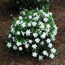 Gardenia Radicans - Fragrant Dwarf Gardenia, Compact Evergreen Shrub - Fast Shipping!