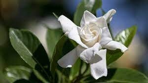 Gardenia Radicans - Fragrant Dwarf Gardenia, Compact Evergreen Shrub - Fast Shipping!