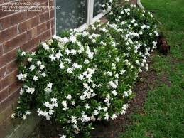 Gardenia Radicans - Fragrant Dwarf Gardenia, Compact Evergreen Shrub - Fast Shipping!