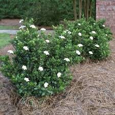 Gardenia Radicans - Fragrant Dwarf Gardenia, Compact Evergreen Shrub - Fast Shipping!