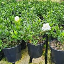 Gardenia Radicans - Fragrant Dwarf Gardenia, Compact Evergreen Shrub - Fast Shipping!