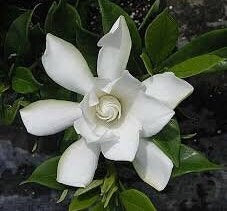 Gardenia Radicans - Fragrant Dwarf Gardenia, Compact Evergreen Shrub - Fast Shipping!