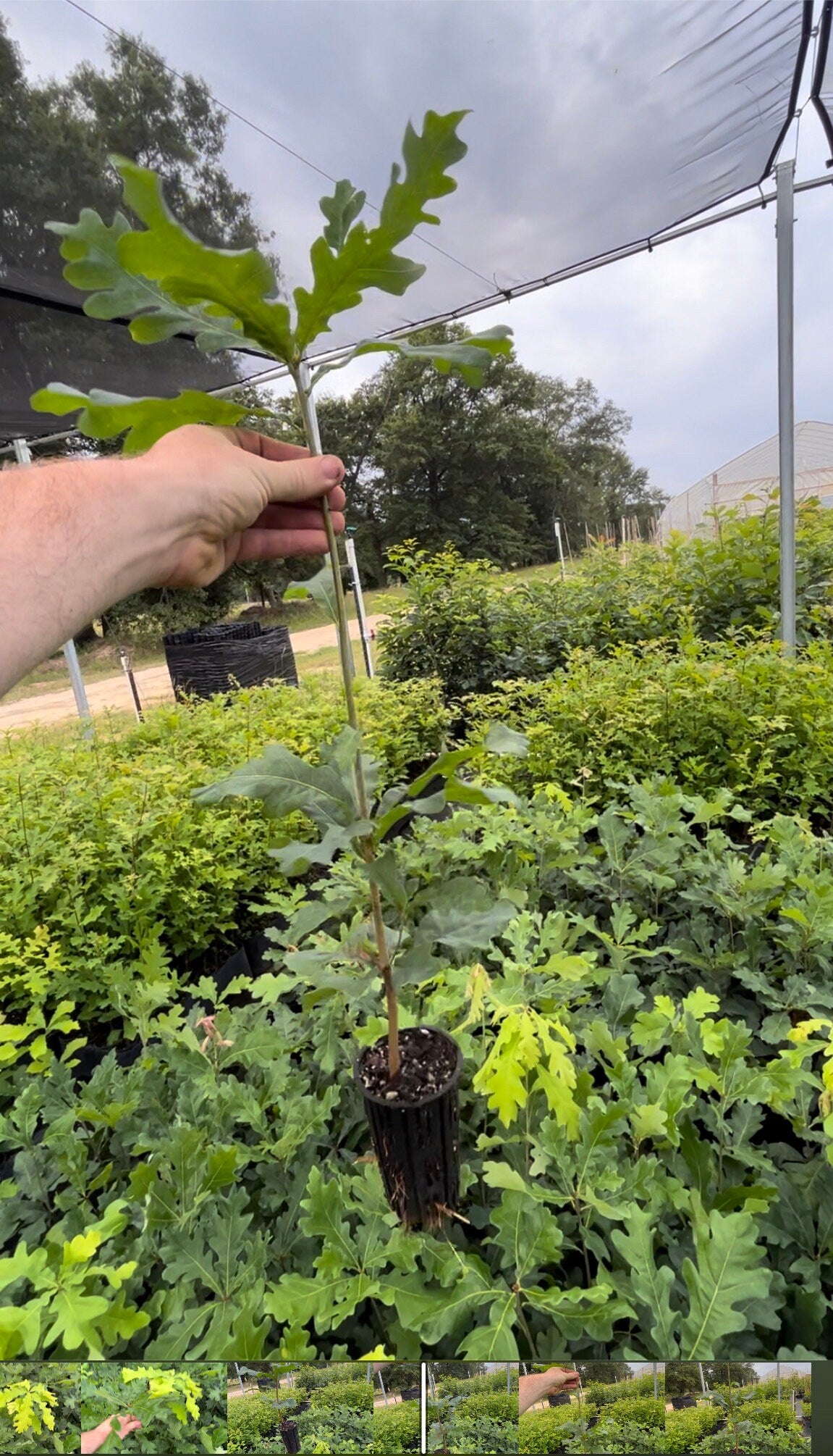 WHITE OAK Tree Seedlings, 12 Inches tall PLUS, Great Shade Tree, Fantastic Fall Color, Great Wildlife Tree, Native Forest Tree