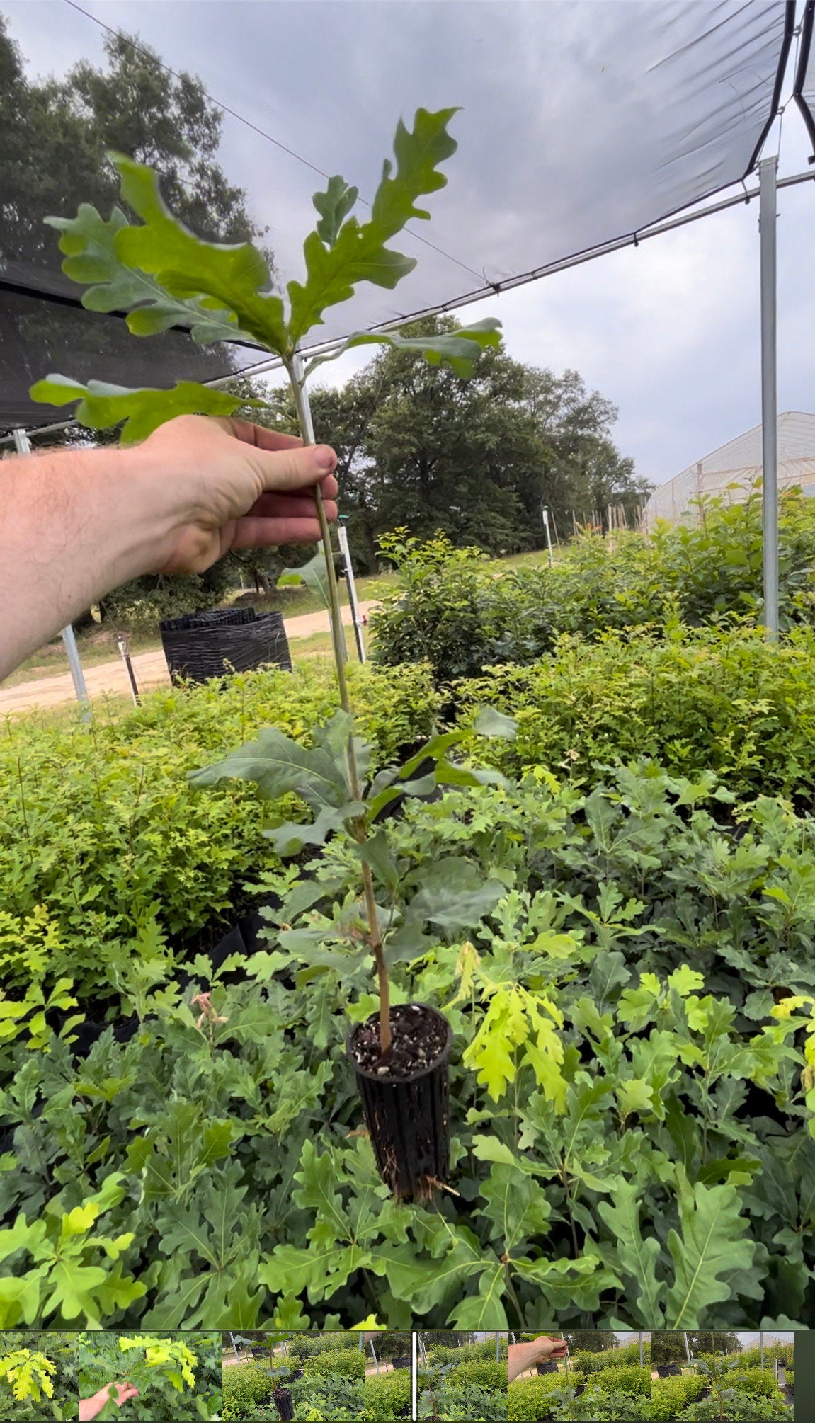 WHITE OAK Trees - 6" Plugs - Great Fall Color