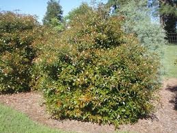 CLEYERA - Screen Hedge Shrub - 1 Gal. Plant