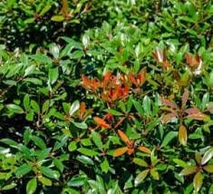 CLEYERA - Screen Hedge Shrub - 1 Gal. Plant