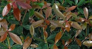 CLEYERA - Screen Hedge Shrub - 1 Gal. Plant