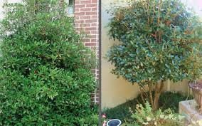 CLEYERA - Screen Hedge Shrub - 1 Gal. Plant