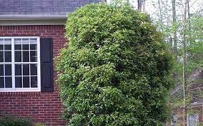 CLEYERA - Screen Hedge Shrub - 1 Gal. Plant