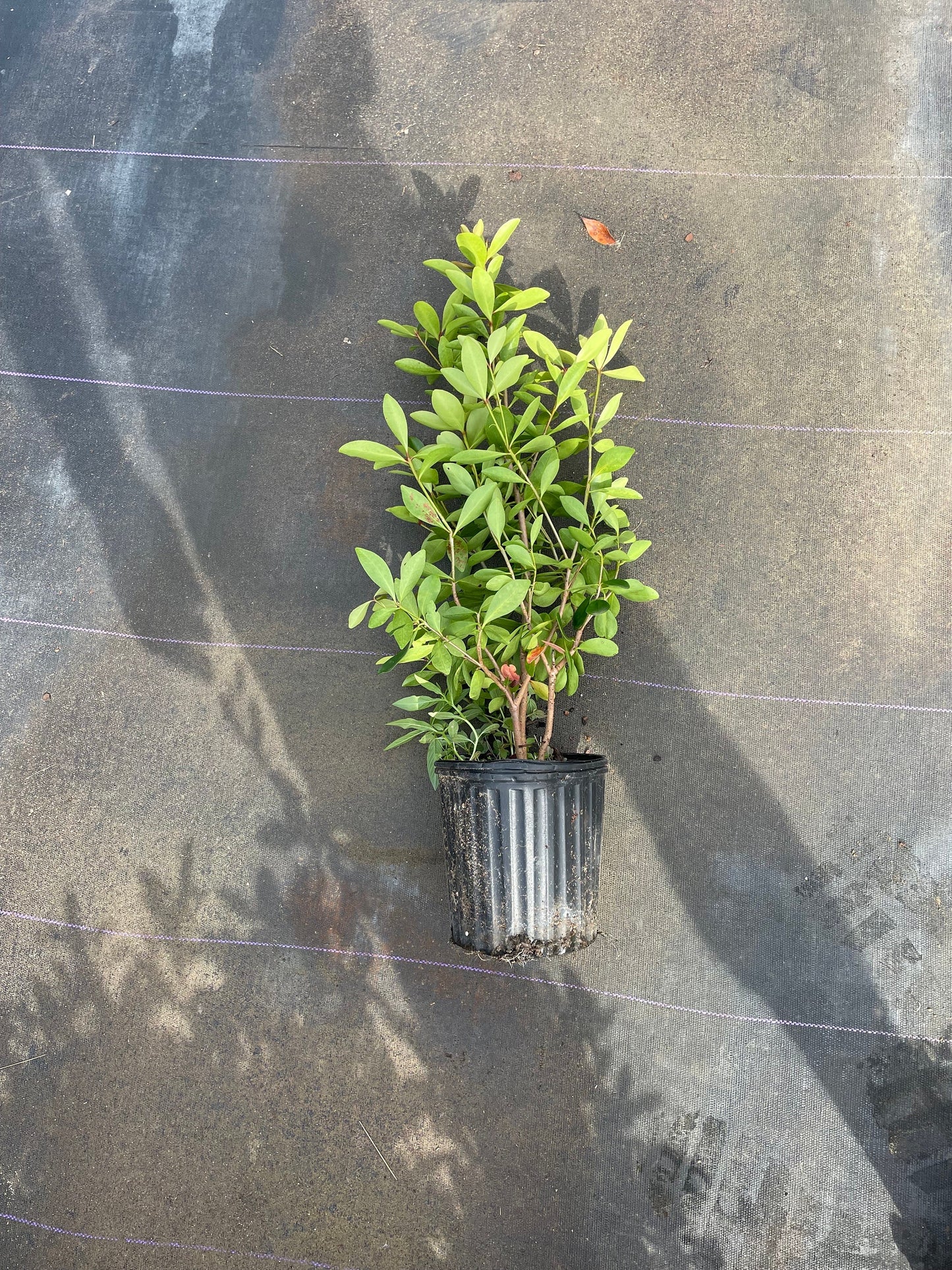 CLEYERA - Screen Hedge Shrub - 1 Gal. Plant