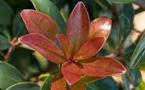 CLEYERA - Screen Hedge Shrub - 1 Gal. Plant