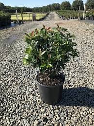 CLEYERA - Screen Hedge Shrub - 1 Gal. Plant