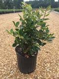 CLEYERA - Screen Hedge Shrub - 1 Gal. Plant