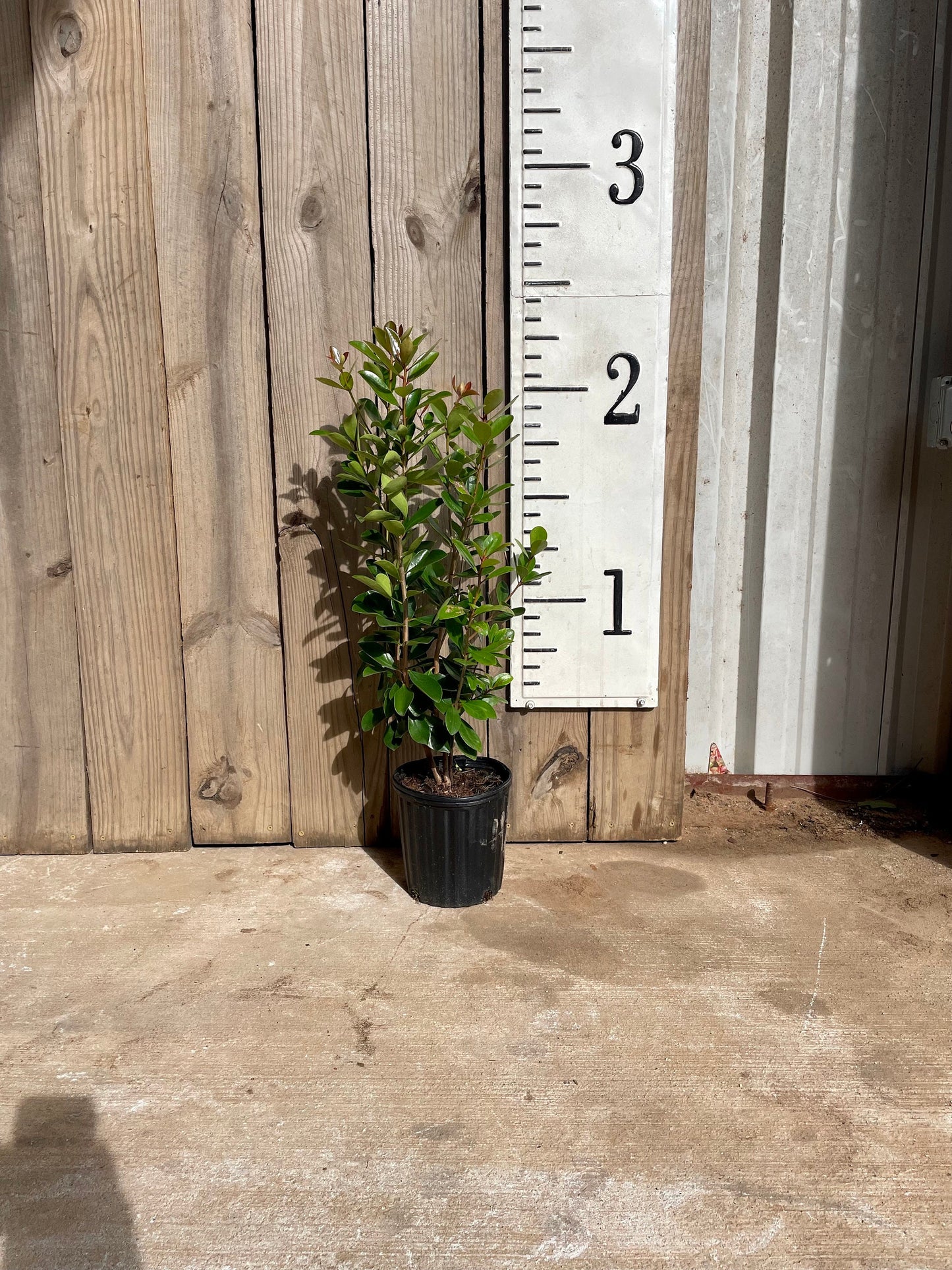 CLEYERA - Screen Hedge Shrub - 1 Gal. Plant