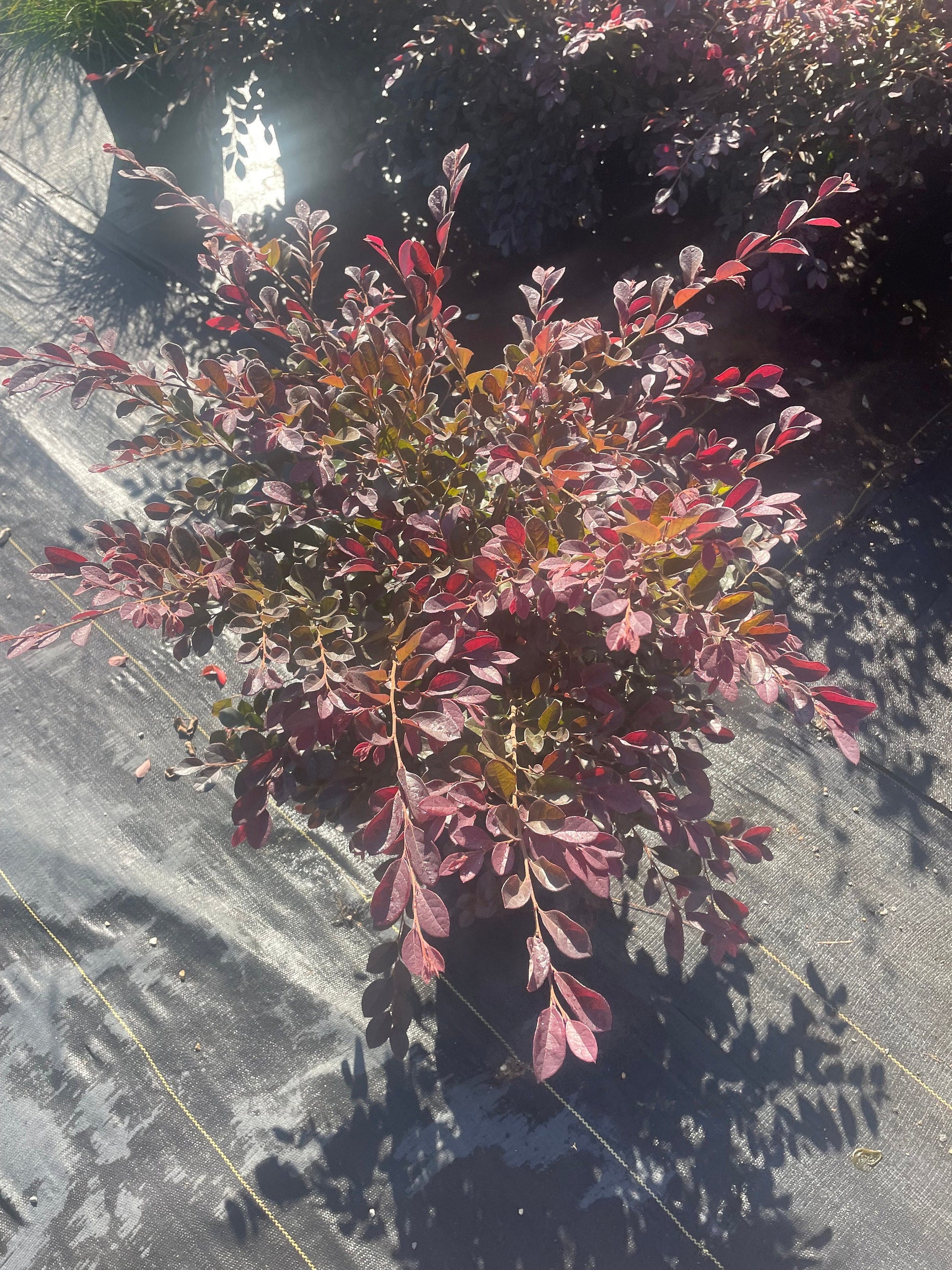 PURPLE LEAF LOROPETALUM - 'Chang's Ruby' - 3 Gallon Size