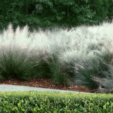 WHITE CLOUD Muhly Grass - Ornamental Grasses - 3 Gallon Sizes