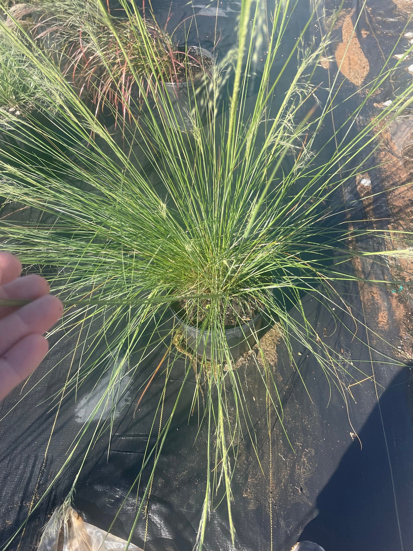 WHITE CLOUD Muhly Grass - Ornamental Grasses - 3 Gallon Sizes