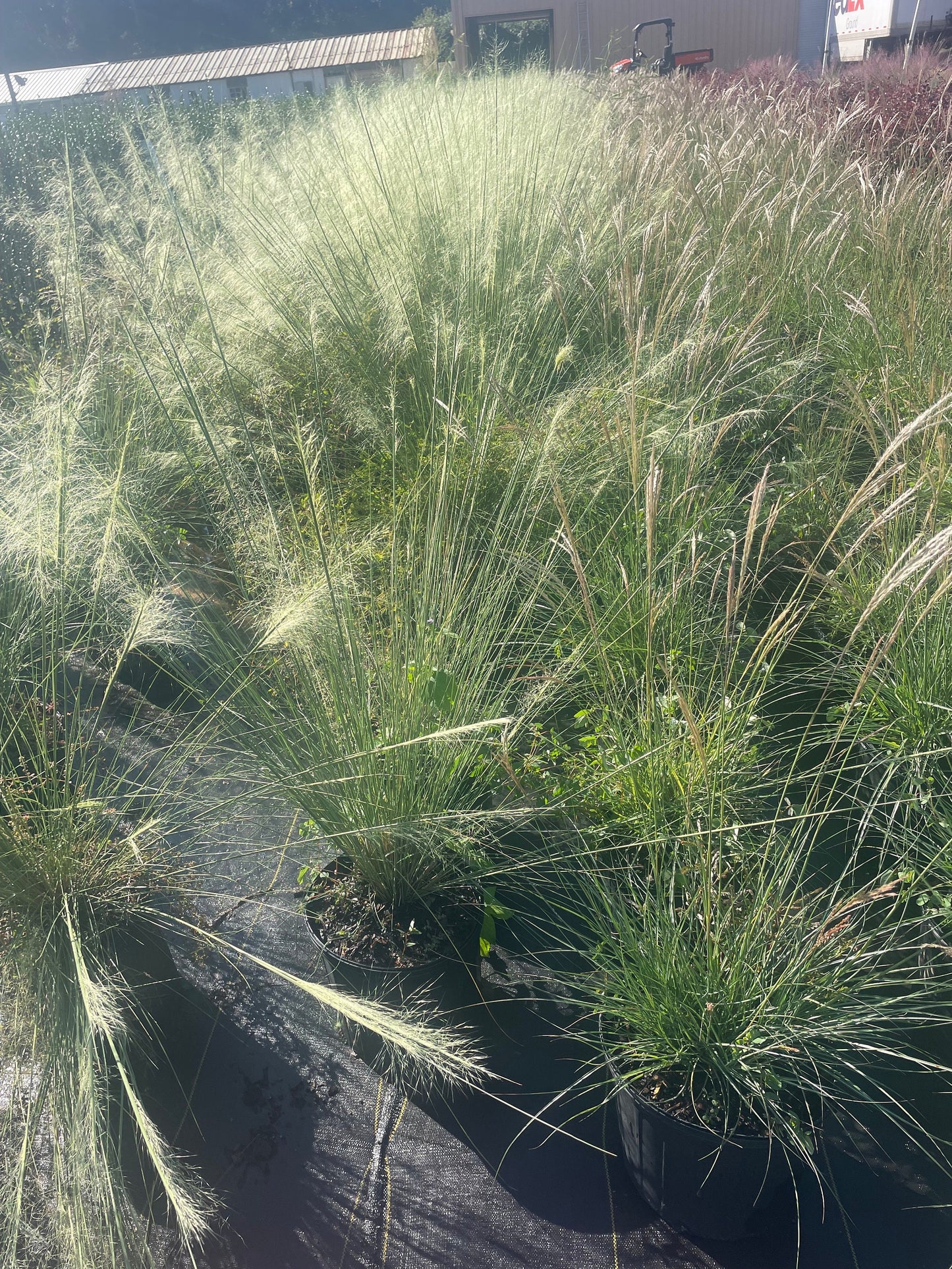 WHITE CLOUD Muhly Grass - Ornamental Grasses - 3 Gallon Sizes