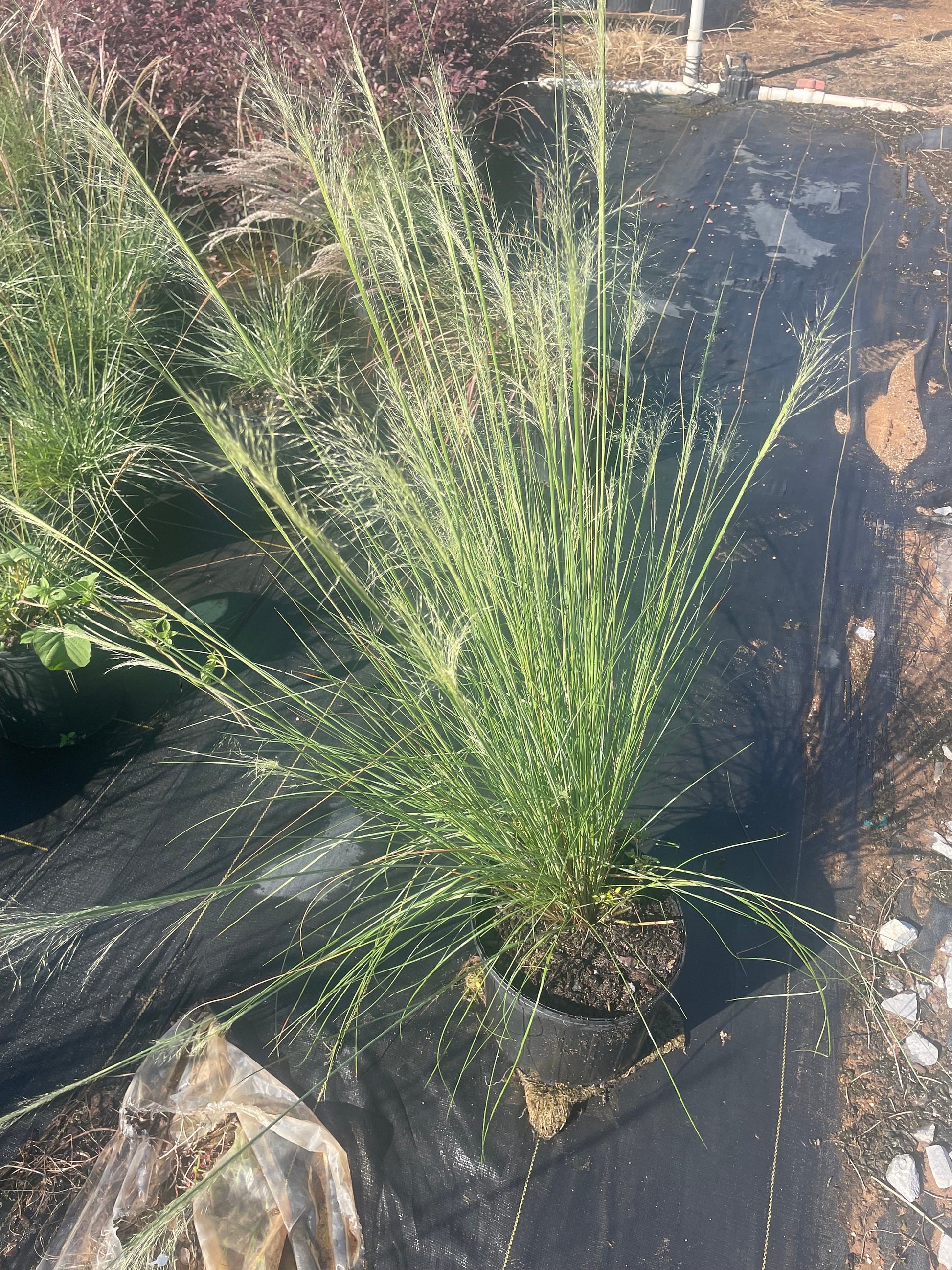 WHITE CLOUD Muhly Grass - Ornamental Grasses - 3 Gallon Sizes