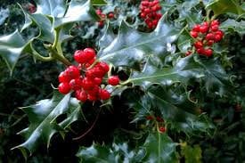 Native AMERICAN HOLLY - 2' TO 3' Feet Tall - 3 Gallon Plant