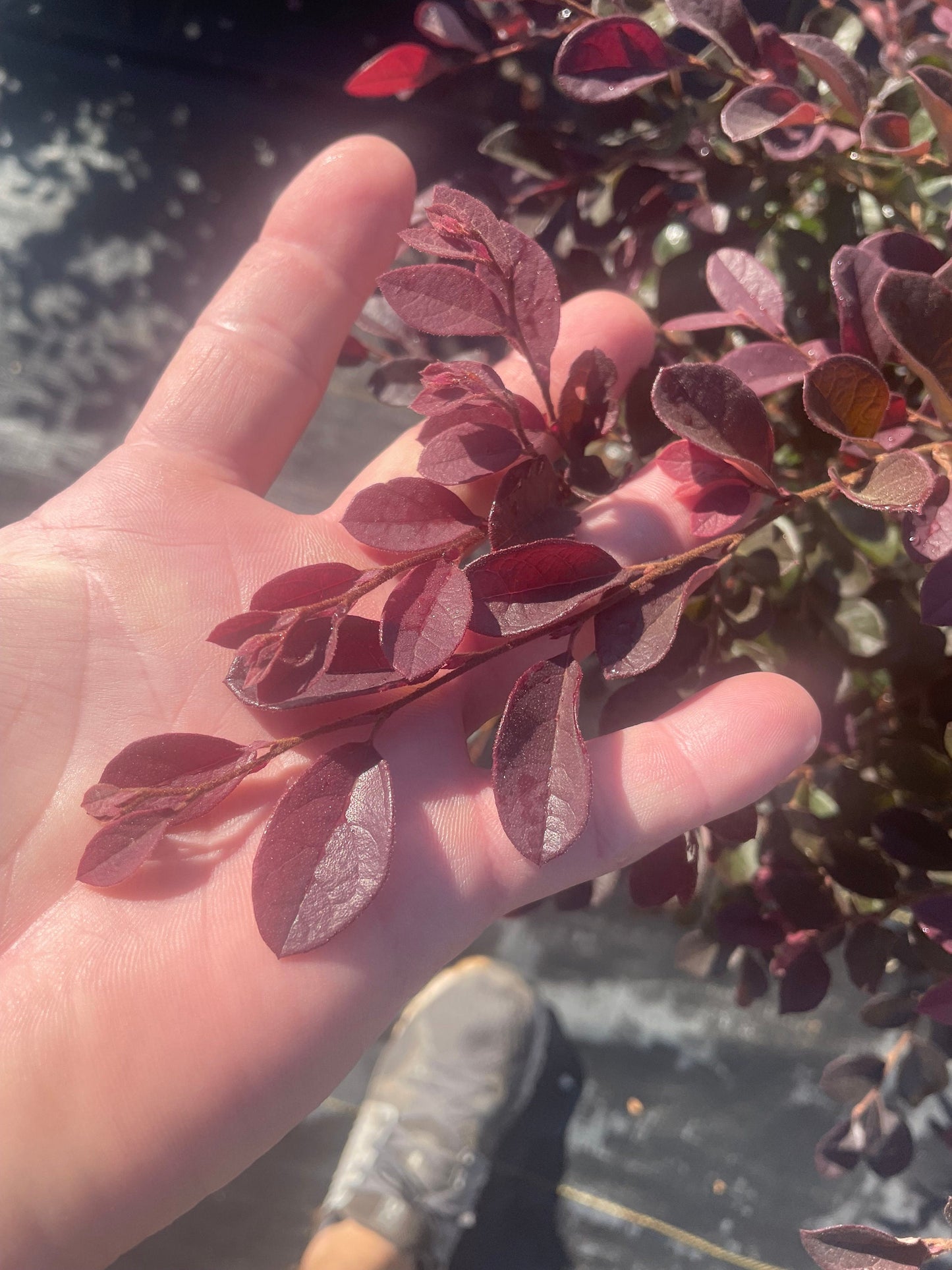 PURPLE LEAF LOROPETALUM - 'Chang's Ruby' - 3 Gallon Size