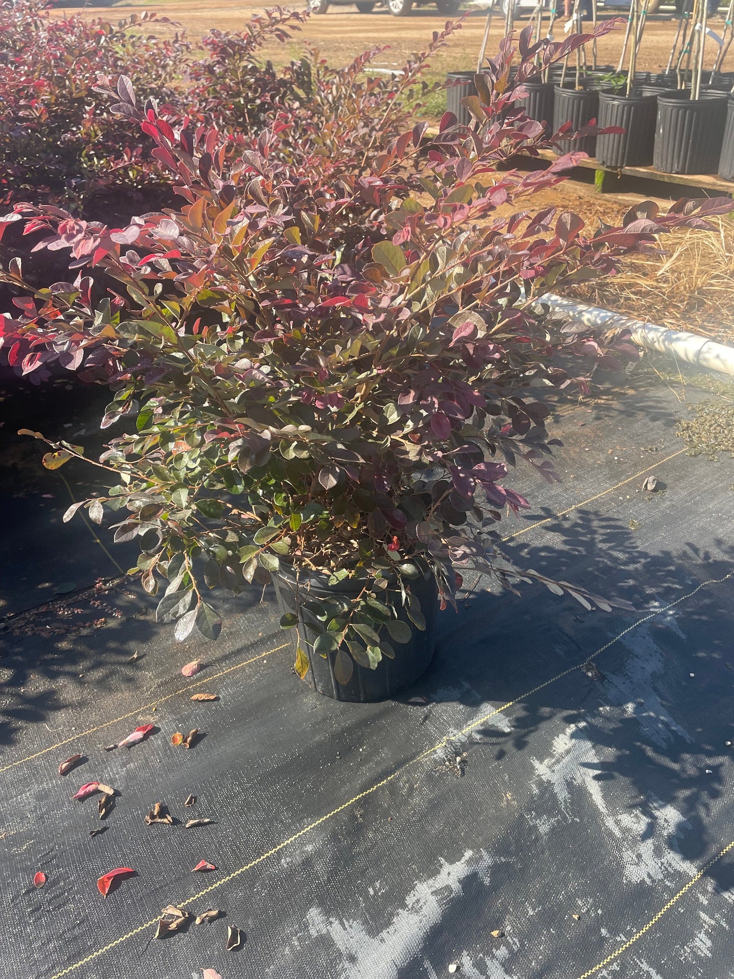 PURPLE LEAF LOROPETALUM - 'Chang's Ruby' - 3 Gallon Size