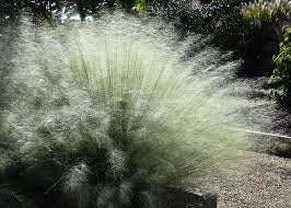 WHITE CLOUD Muhly Grass - Ornamental Grasses - 3 Gallon Sizes